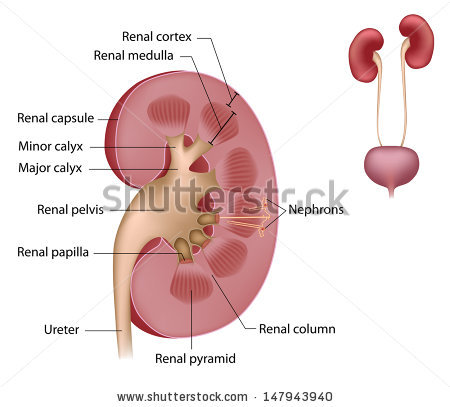 stock-photo-kidney-anatomy-labeled-147943940